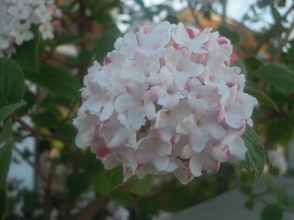 I colori della natura: Bianco by LucaPery