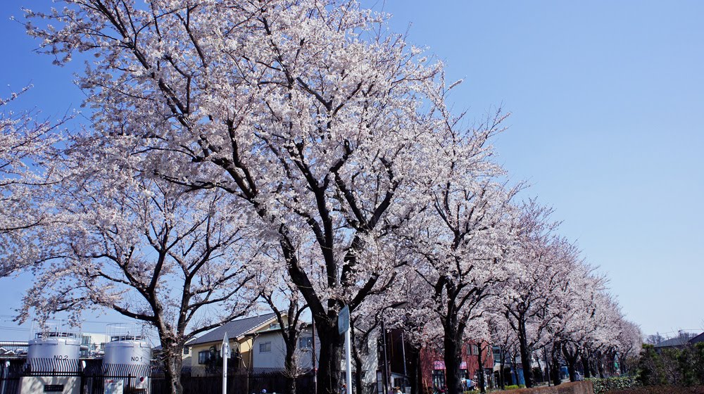 新川2丁目桜並木 2012.04.08 13:42 by Mitsuyoshi Kondo