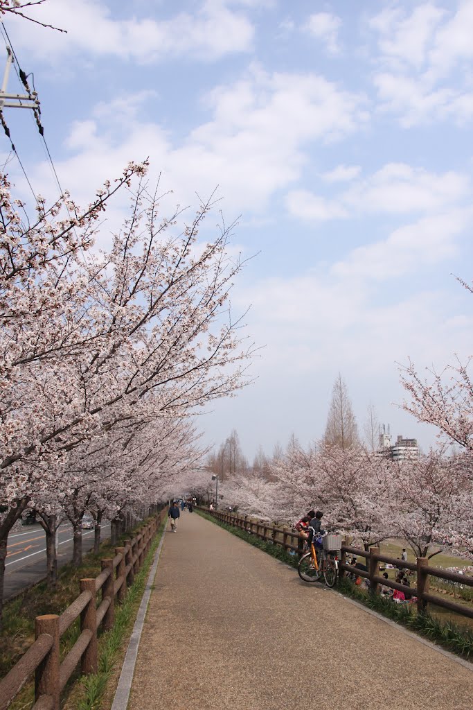 王琳-寝屋川公園-桜 by 王　琳