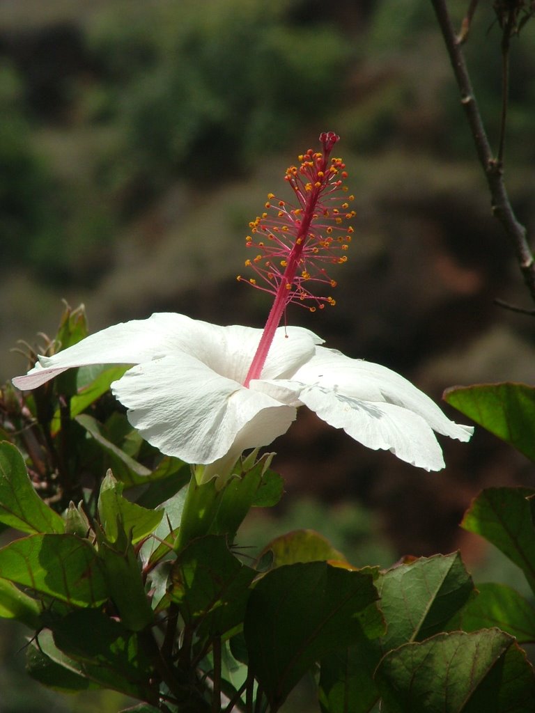 Flower in Waimea Falls Park by jbeidatsch