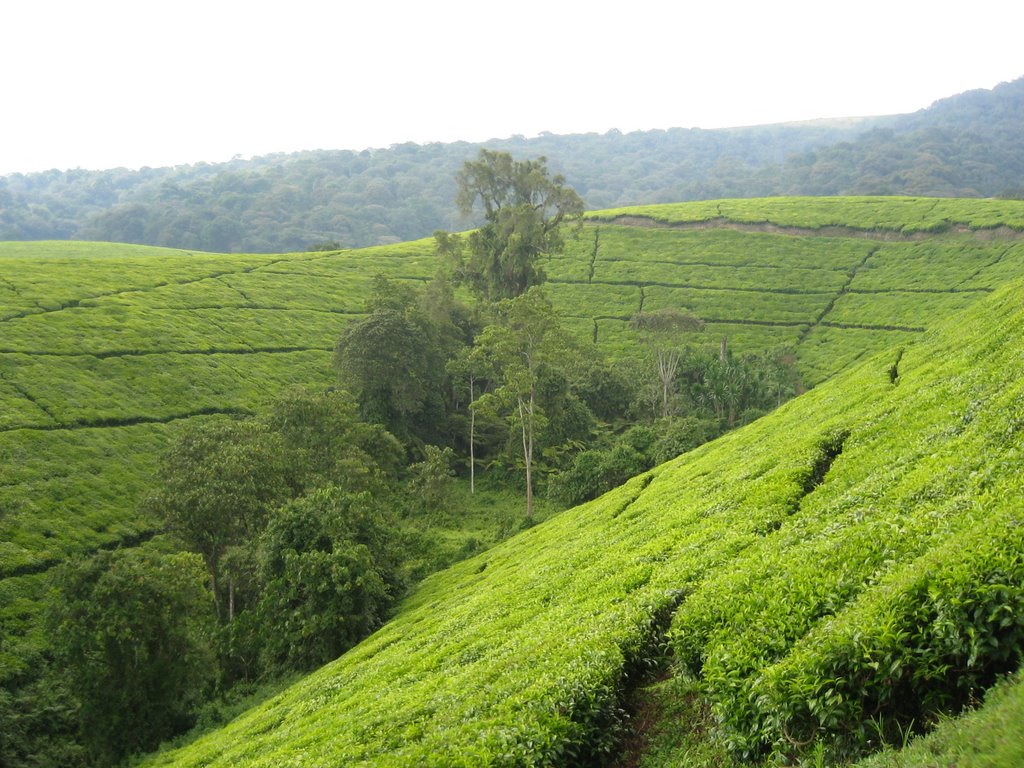 Campos de té Kayanza by talenque