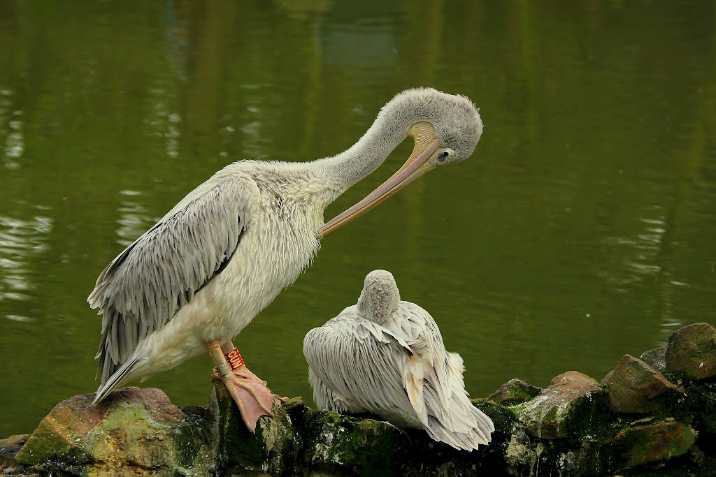 Pelicans by Rens Bressers