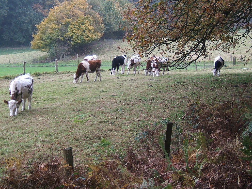 Mookerheide tweedaagse NS-wandeltocht by Tom Ooms