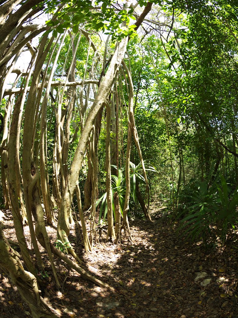 Coba, México. by Karina Cristerna