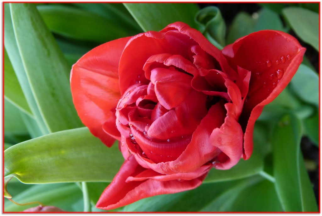 Rode dubbele tulp, double red tulip by hugodillen@telenet.b…