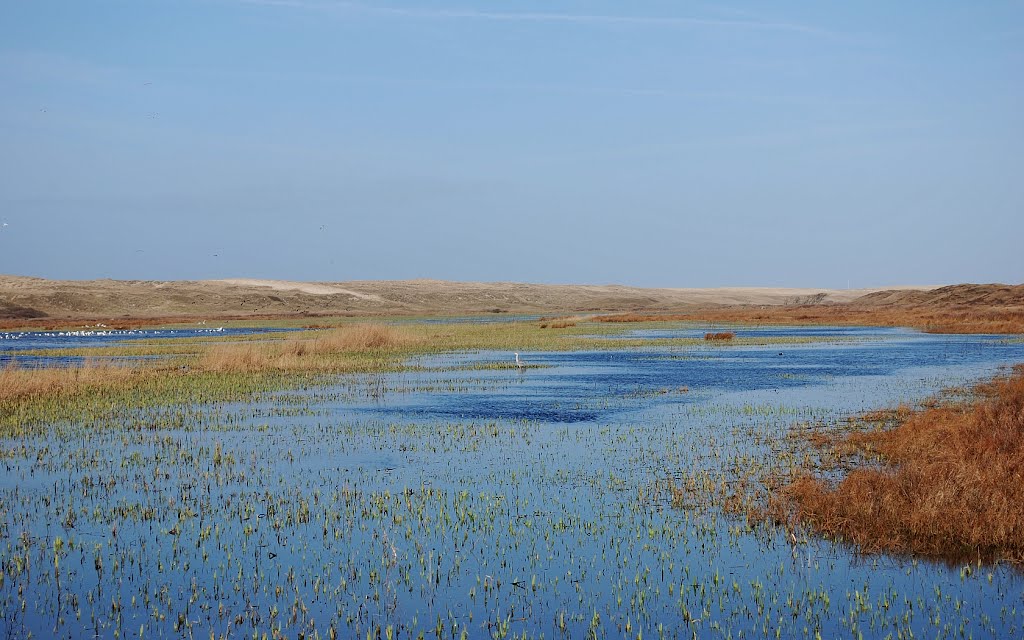 Texel Island, Dunes, Bird Reservate by Hans J.S.C. Jongstra