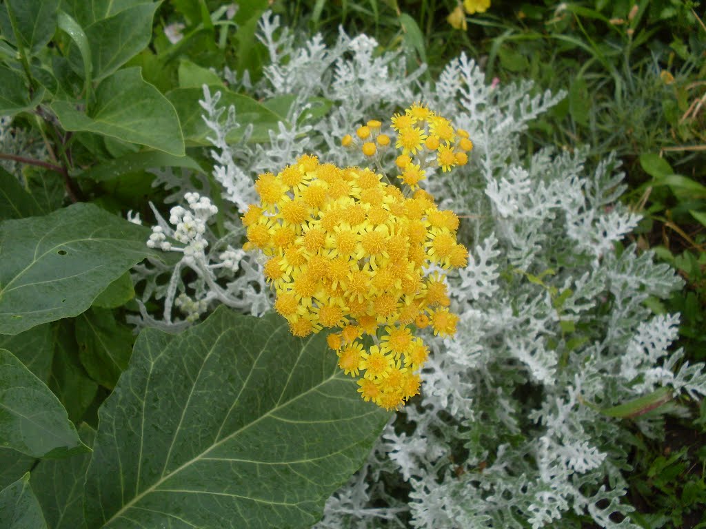 Крестовник приморский. Silver Ragwort. by Igor Volkhov 2