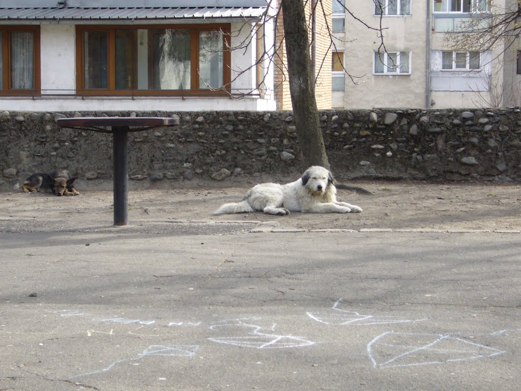 Câini pașnici by Valceanul