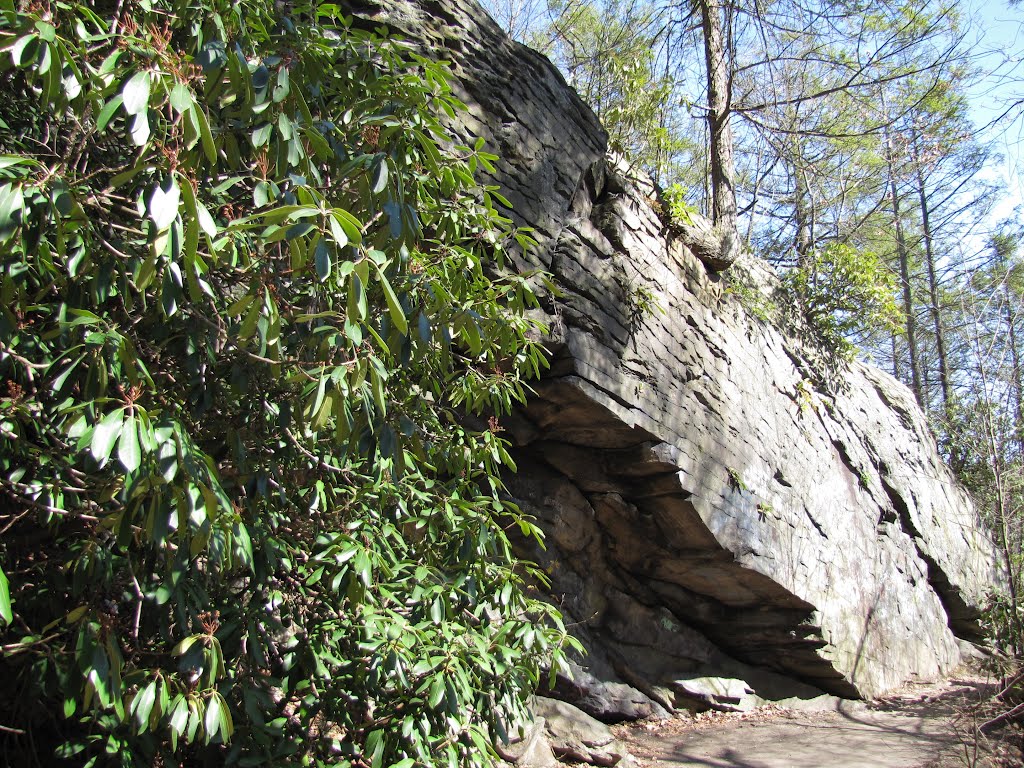 Glen Onoko Rhododendrons by Chris Sanfino