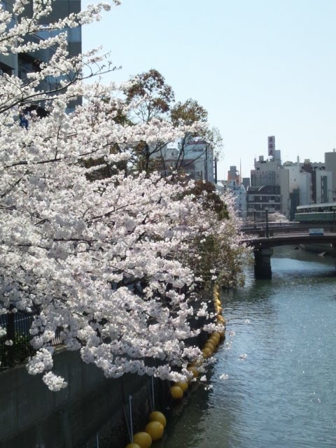 桜川橋の桜 by noraku