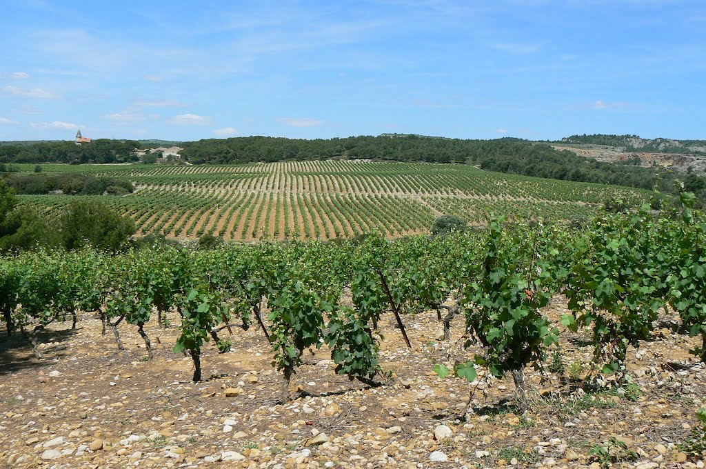 Le vignoble by JP.GUYOMARD