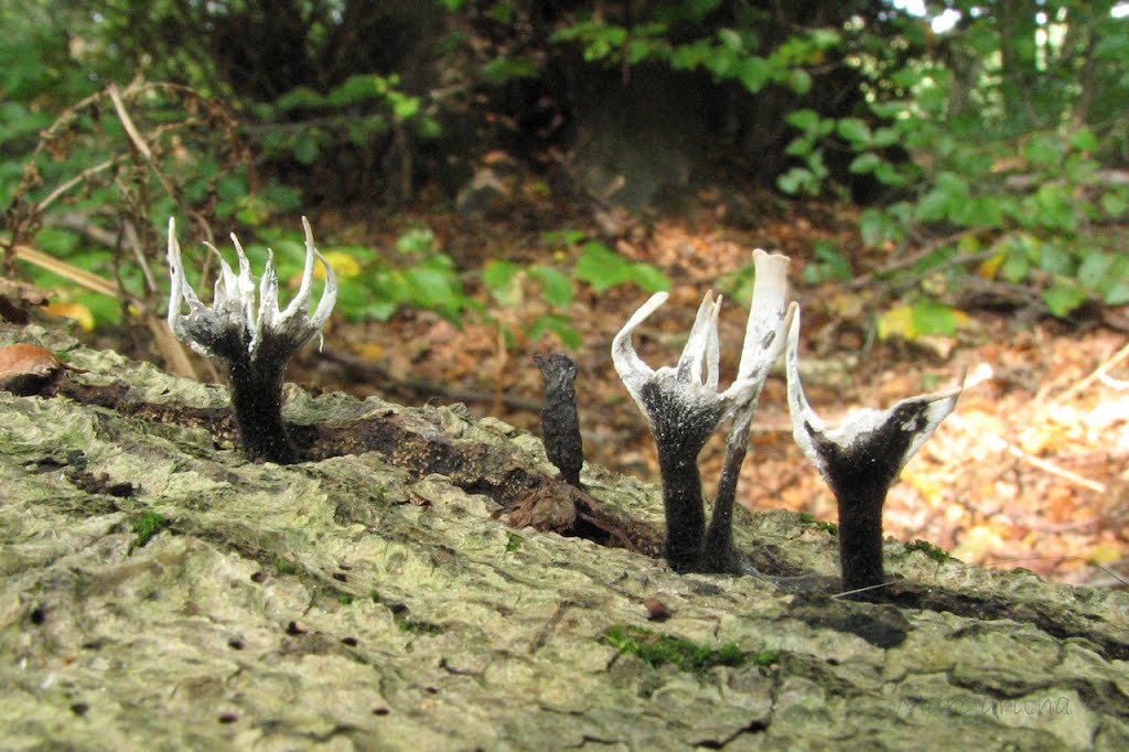 Xylaria hypoxylon - Geweizwam by Margaritha