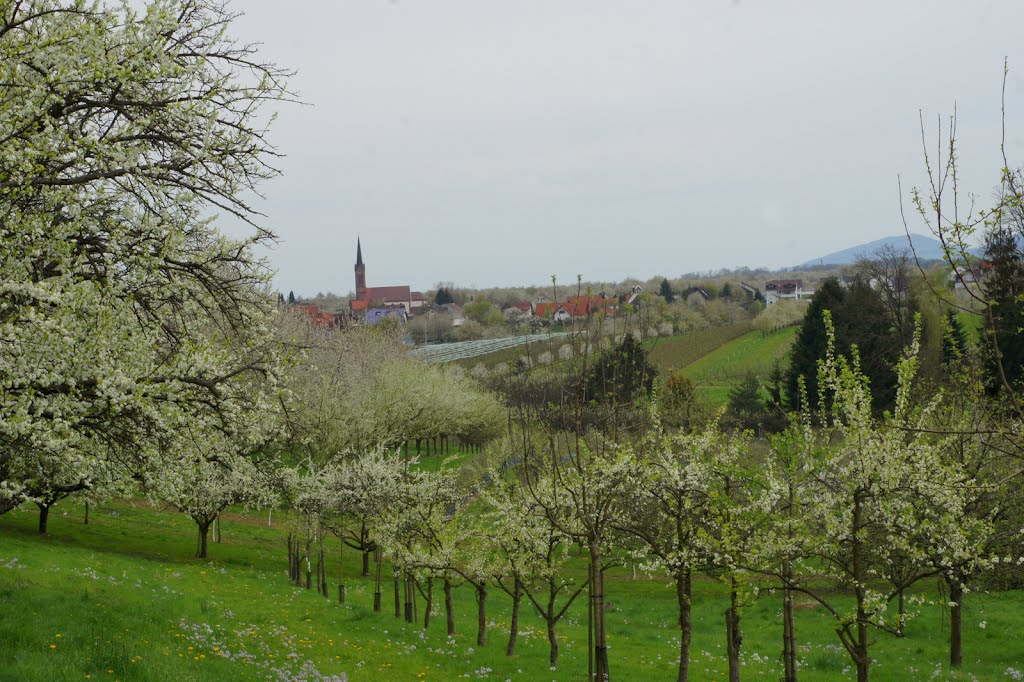 Achern-Mösbach das "Drei-Kirschen-Dorf" by hadi2804