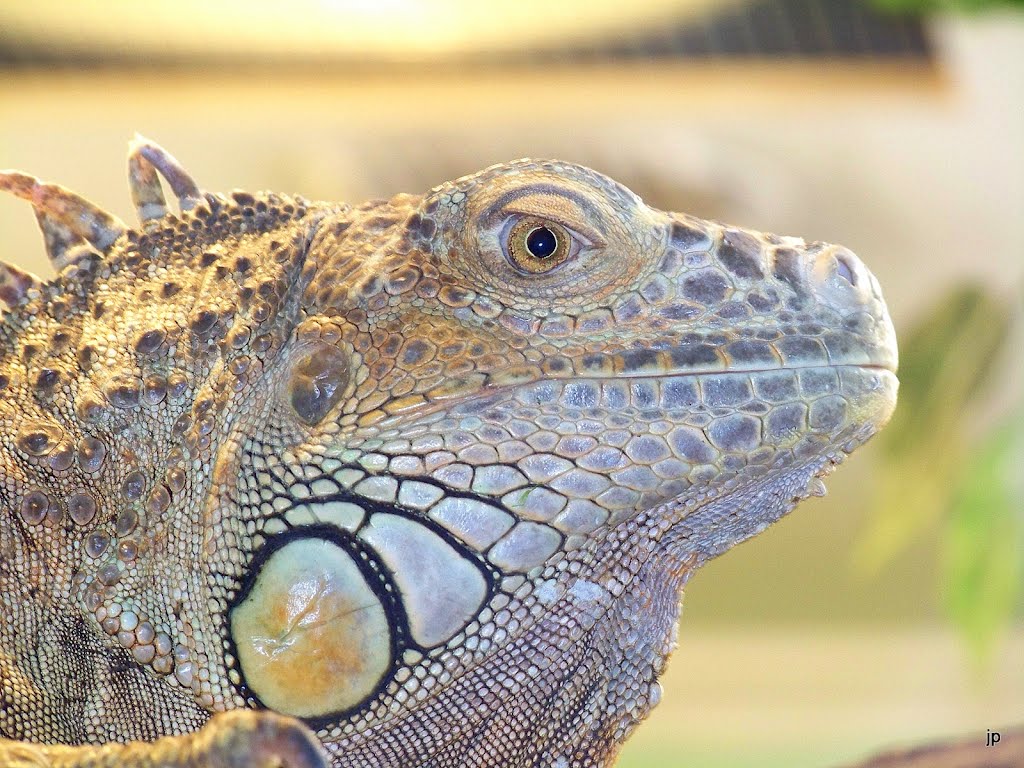 The Portrait of the Iguana by Jelena Plinta