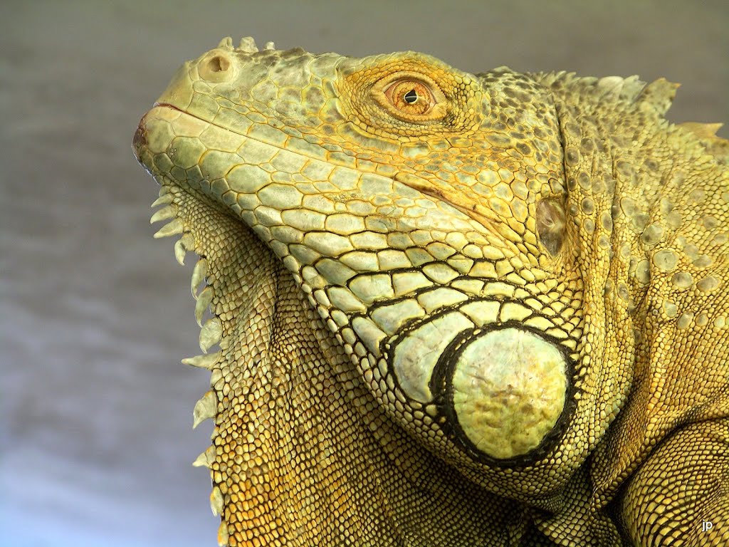 The dreamy iguana by Jelena Plinta