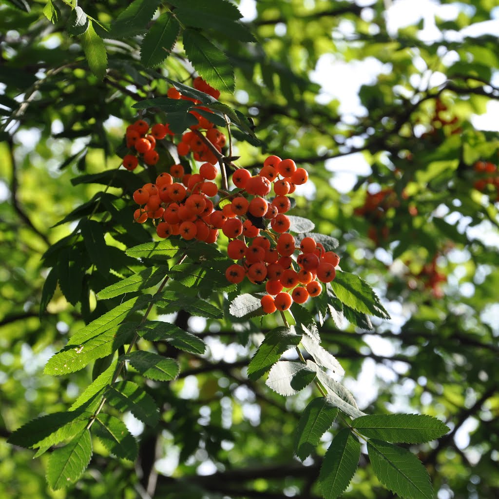 Лето в Калининграде / Summer in Kaliningrad by Anna Pronenko