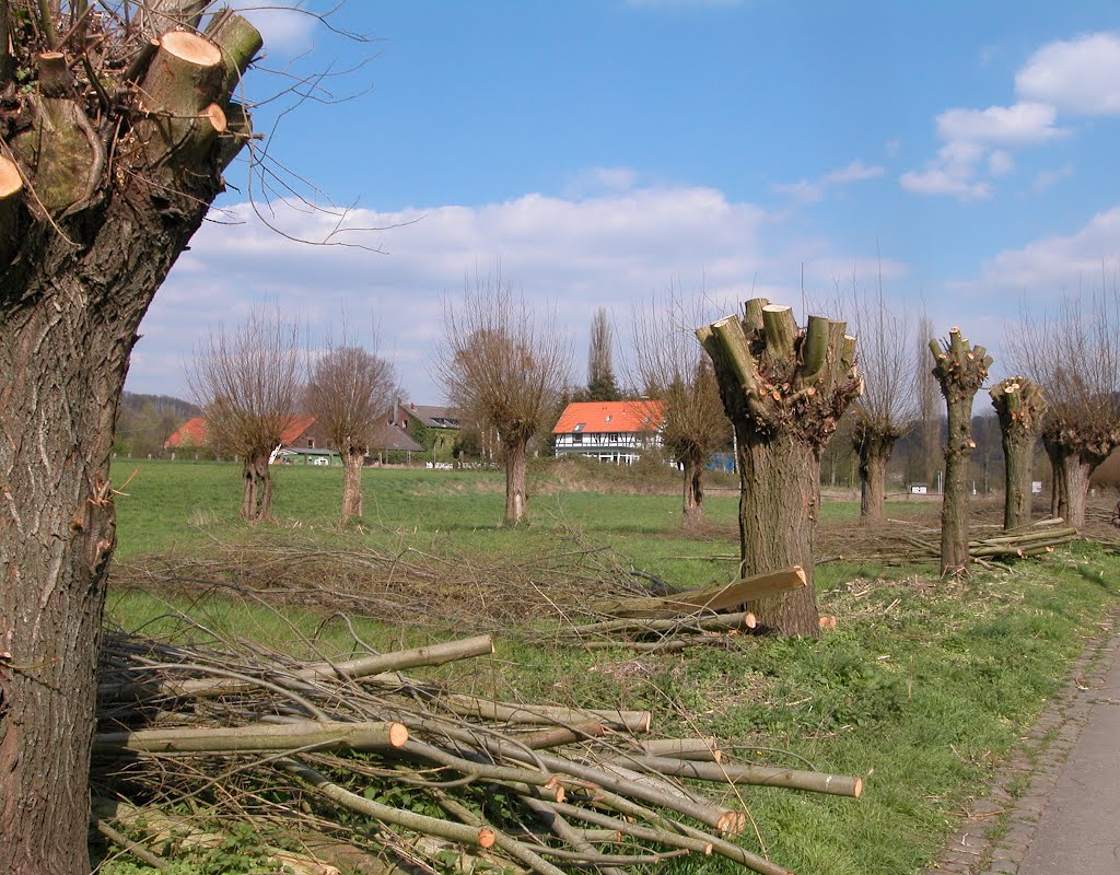 Blick nach NO auf Gasthaus Stockfisch by Ruesterstaude