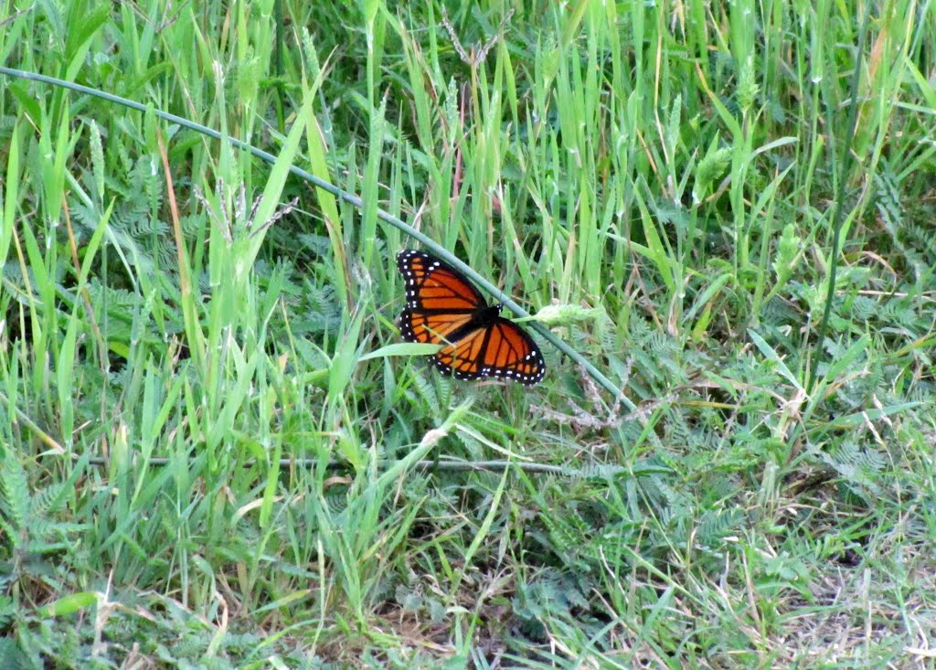 Monarch - Migratory Butterfly by WOLFGANG HOUSTON WES…