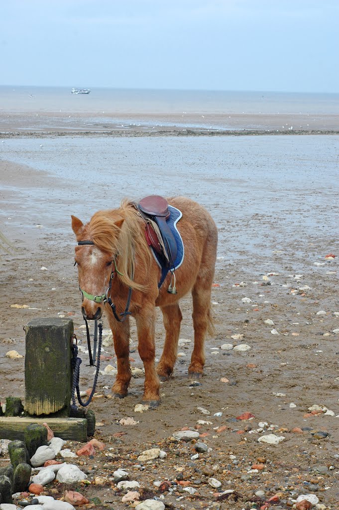 Pony to ride on Hunstanton beach by Bressons_Puddle