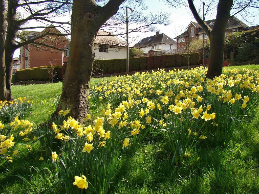 Daffodils amongst trees looking towards Coldwell Lane properties 2, Crosspool, Sheffield S10 by sixxsix