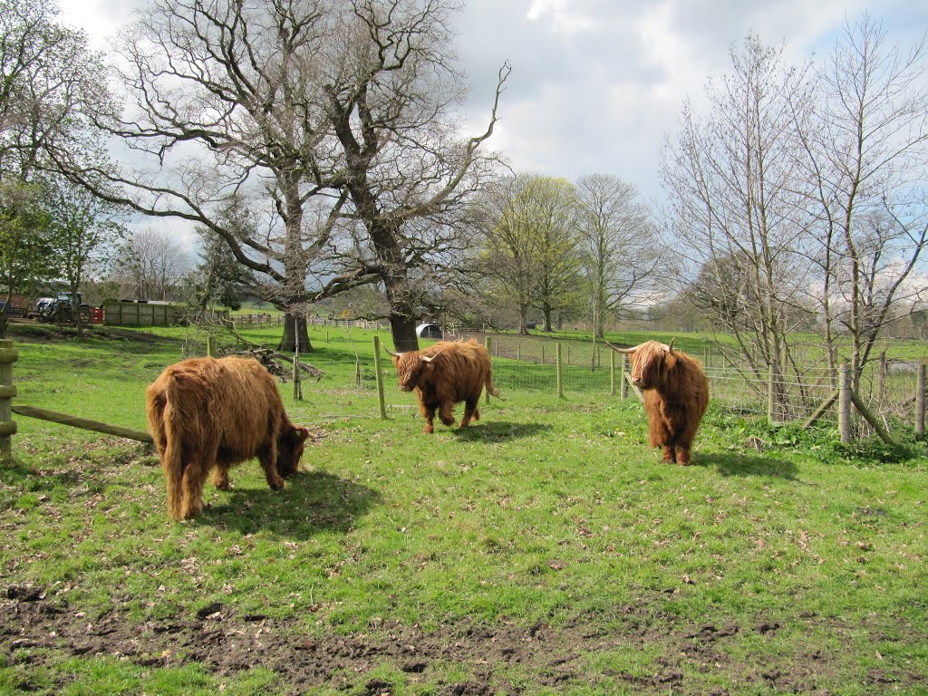 On the farm, Shugborough Estate by oldchippy