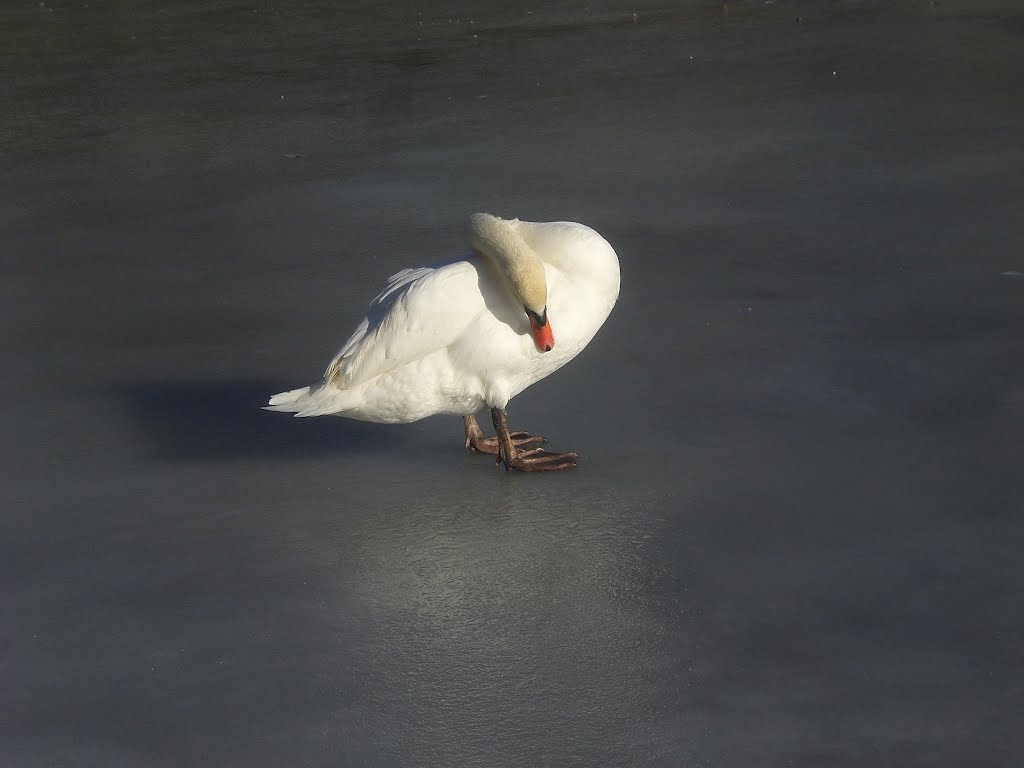 Cygne by ln63