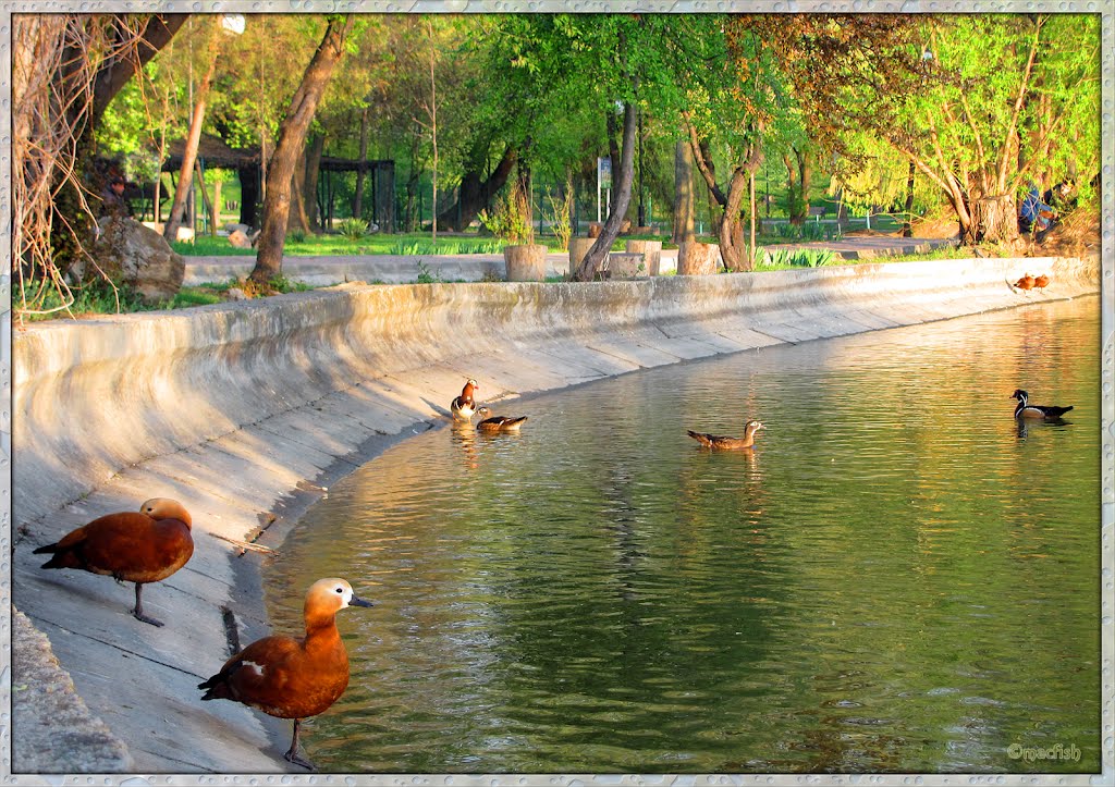 Rațe in Parc Bordei by Maca Mihai