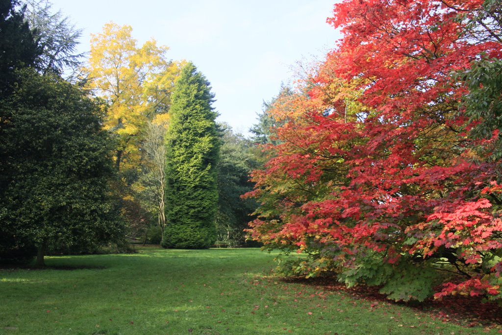 Color of Autumn in westonbirt by mr_anderson