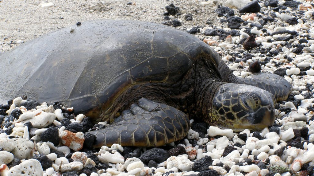 Sea turtle, Puuhonua O Honaunau NHP, Hawaii by Anne M. Fearon-Wood