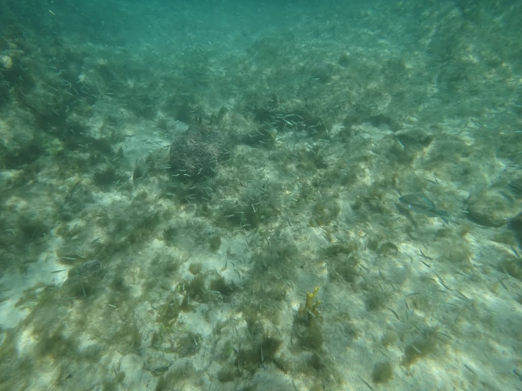 School of tiny fish at Bight Bay by Harry the bodysnatcher