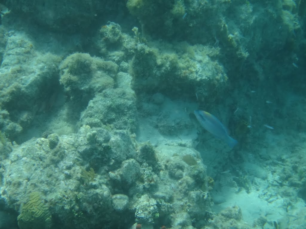 Unidentified Fish in Bight Bay by Harry Jones