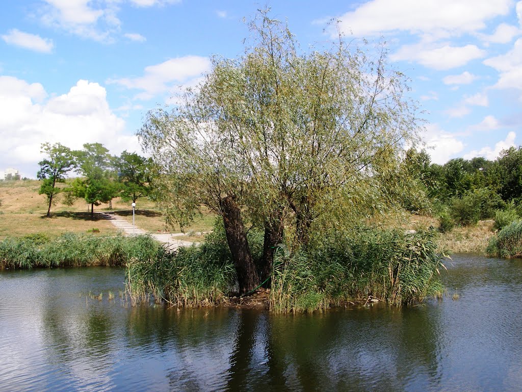 Island on the Pond by mg1744