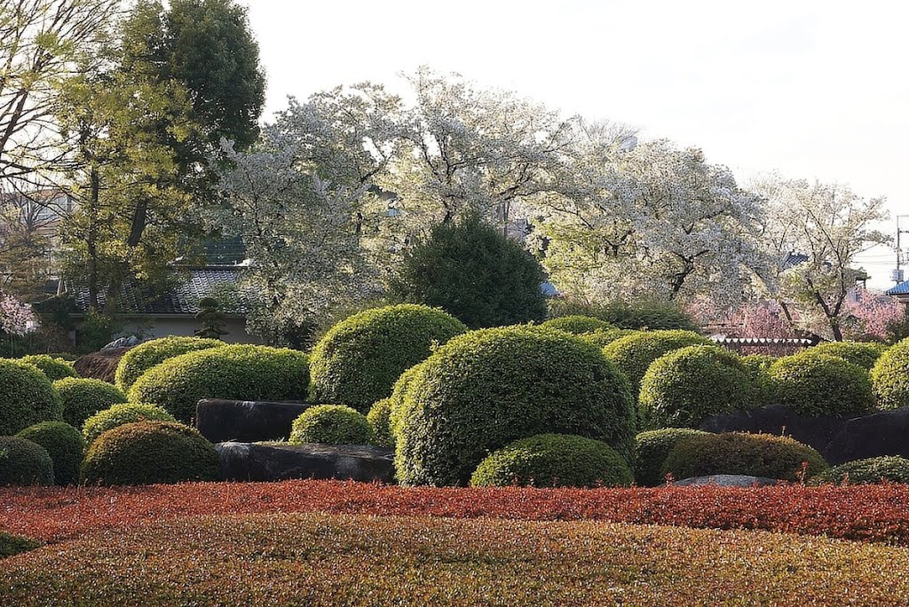 Kawaguchi green center 丸い植木群 by Ken Matsu