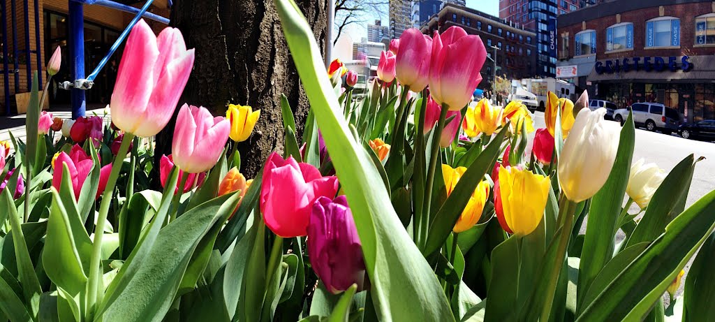 2012-04-07 Spring tulips along West 96th St. right in front of our house with some blue scaffolding. by Andrew Stehlik