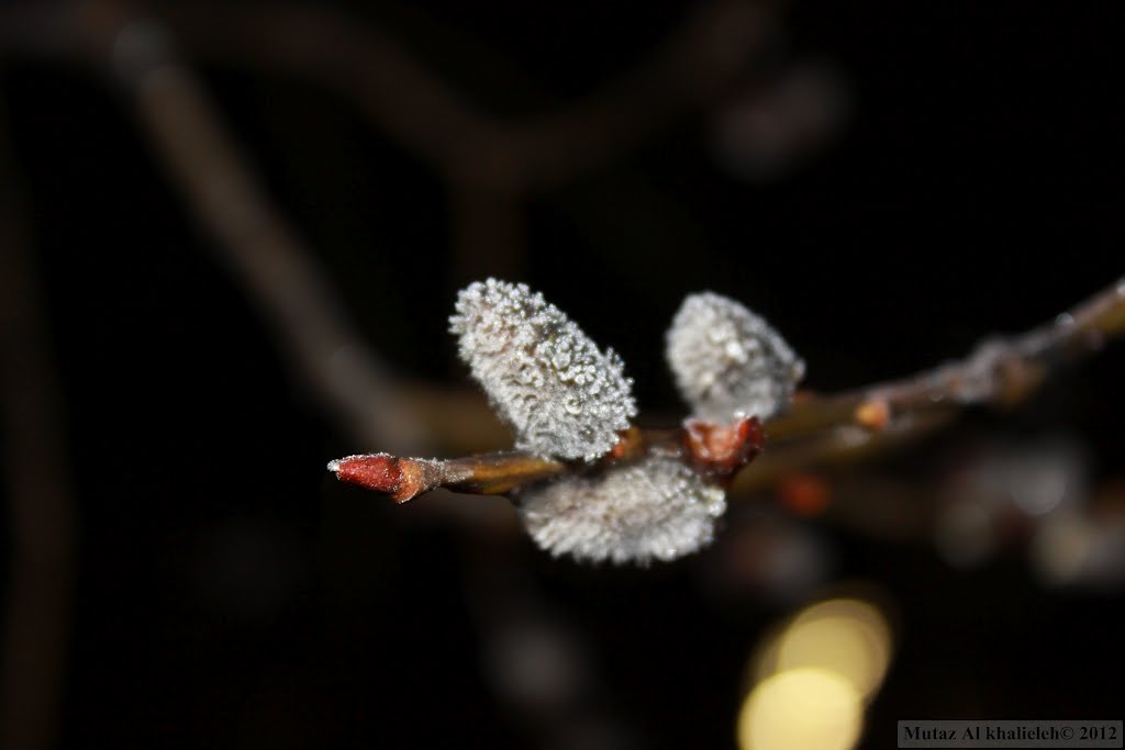 Freezing April by Mutaz Khalieleh