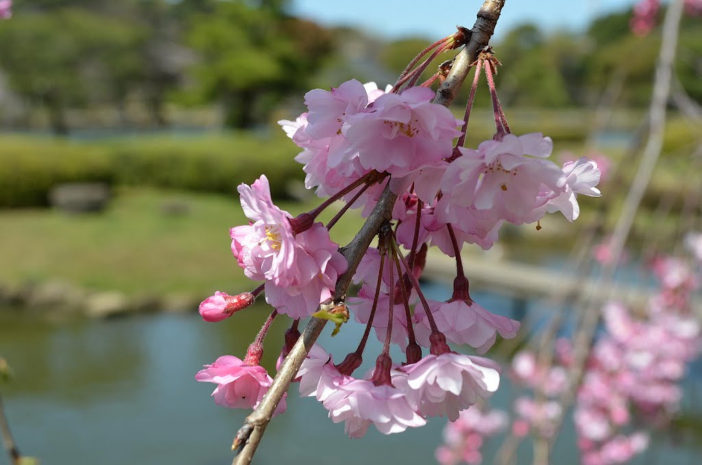 Japan Spring(2012) ChibaPark（千葉公園） by onidaka