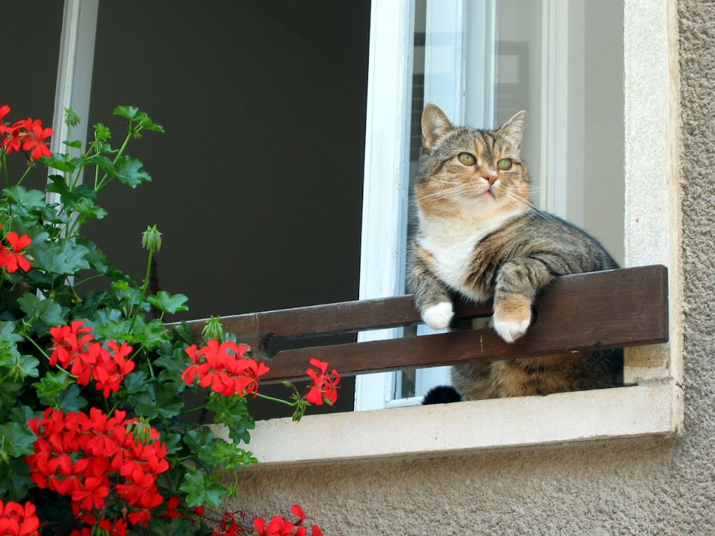 Gatto soriano al balcone, Pieve di Cadore 2002 - Tabby cat the balcony, Pieve di Cadore 2002 by maurizio-VE-2943