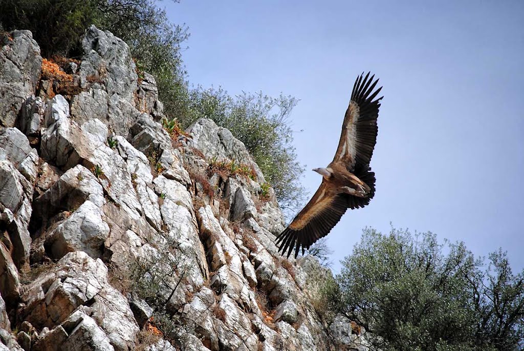 Mirador Salto del Gitano - http://villafotoblogg.blogspot.com.es/ by villa111