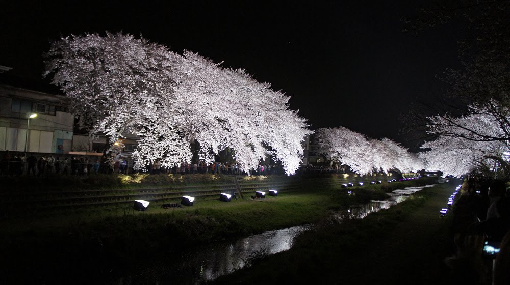 野川の桜 ライトアップ 2012.04.10 20:33 by Mitsuyoshi Kondo