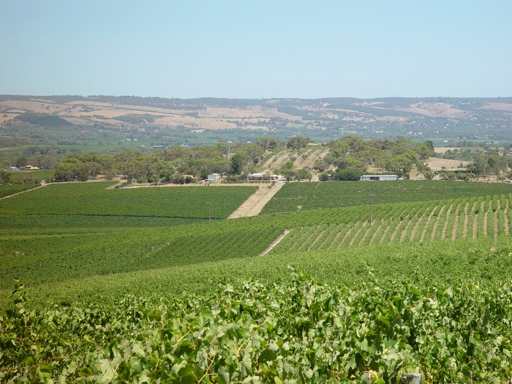 D''Arenburgh Winery McClaren Vale South Australia by A Greek Somewhere