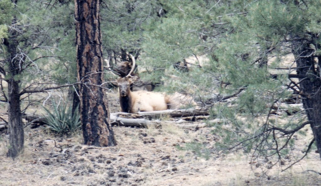 Large Elk Resting on the Ground at Grand Canyon by Joseph Hollick