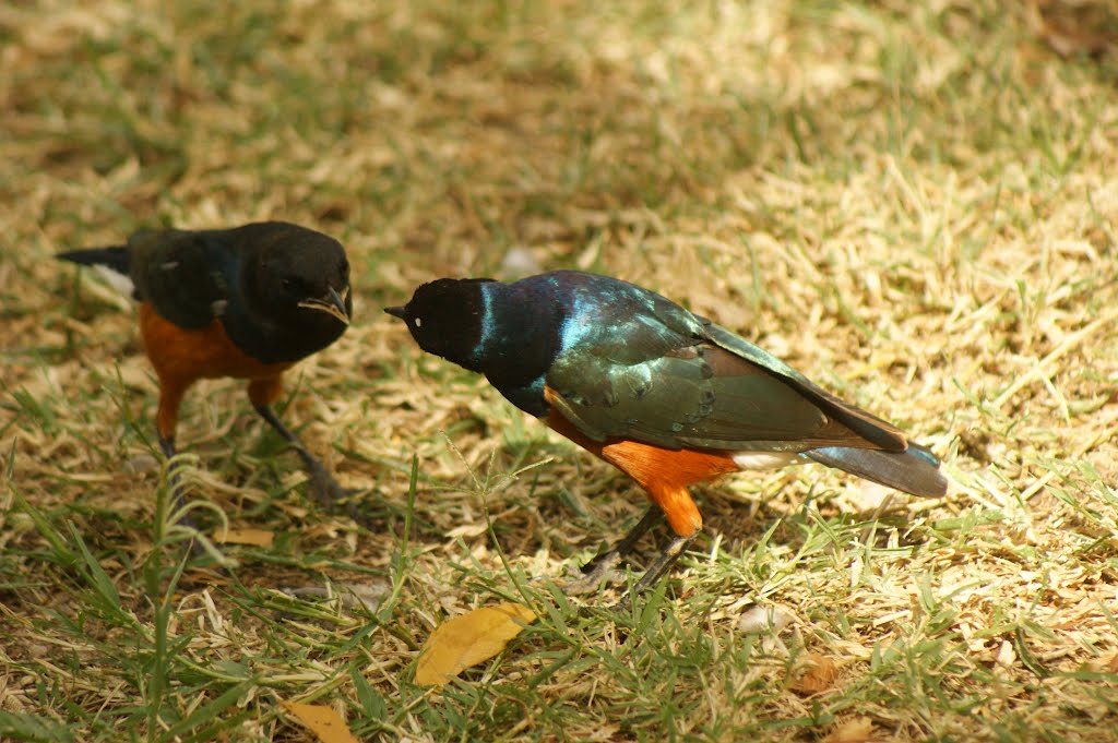 Superb Sterlings-Lake Baringo by yannisiliadis