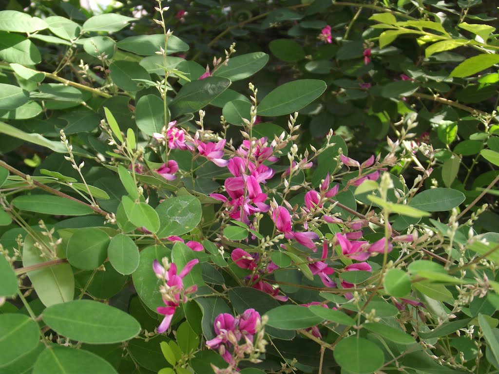 Lespedeza bicolor by azahi