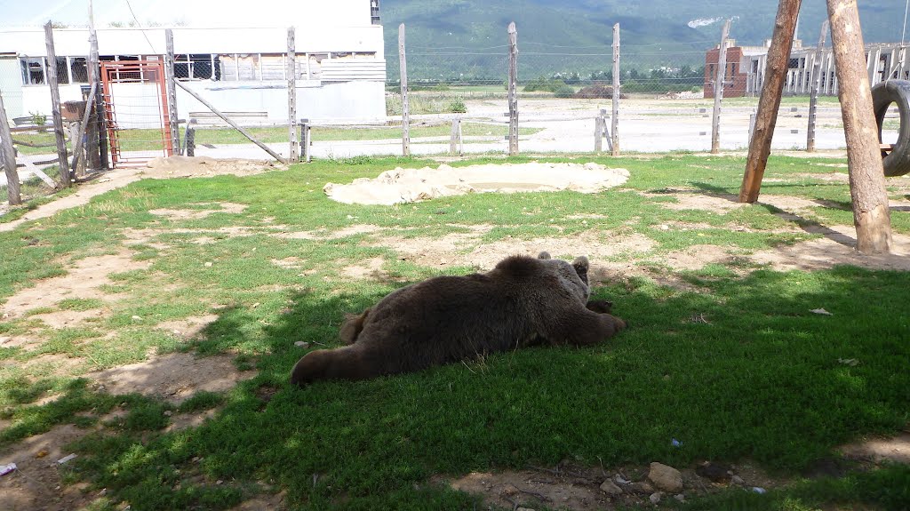 Orso che ozia by Alberto Rigon