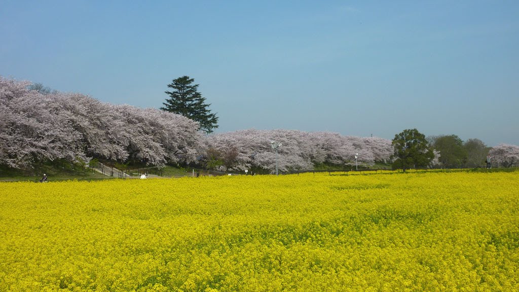 Gongen-Do Saitama Japan 埼玉県・権現堂 by Molly5859