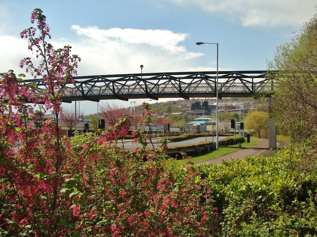 Looking over shrubbery towards bridge over Meadowhall Way linking the overspill car park with Meadowhall shopping centre, Sheffield S9 by sixxsix