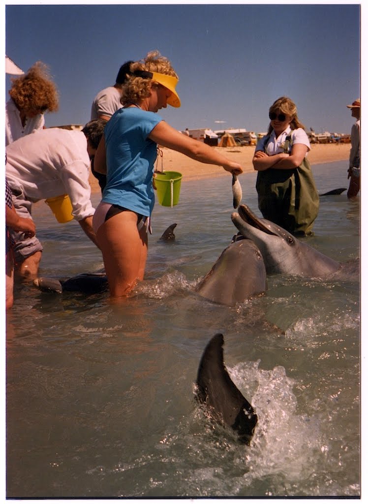 Monkey Mia, Shark Bay WA, Feeding Dolphins, 1987 by Echo (rzg2020)