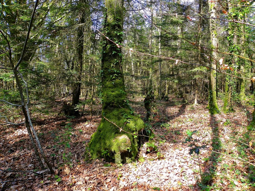 Forêt de Stang Bihan by epaulard59