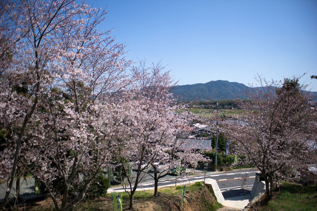 熊野神社・八坂神社/桜 Kumano Shrine,Yasaka Shrine/Cherry Blossoms by 石津安信