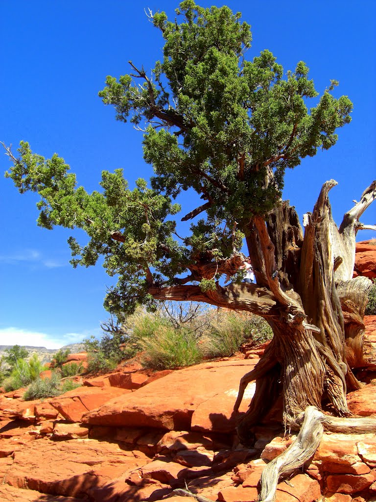 Juniper, near Sedona, AZ, march 30, 2012 by Tom Dudones